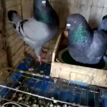 2斤多的鸽子