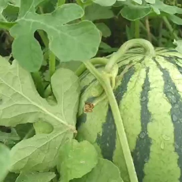 8424