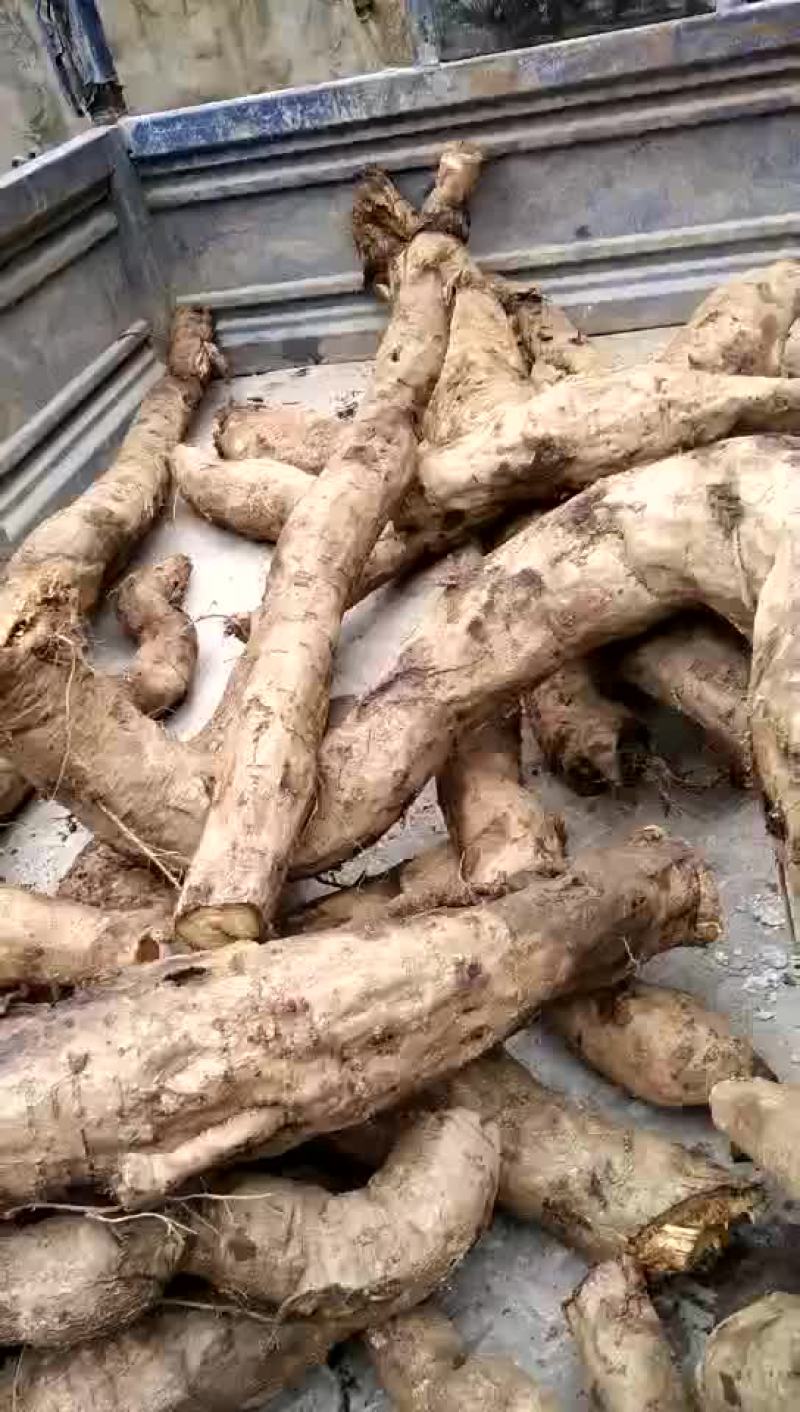 野生葛根大量上市！！！！！