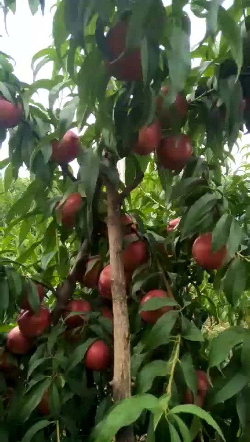 自家正宗陕西油桃❣零添加！不打蜡！老