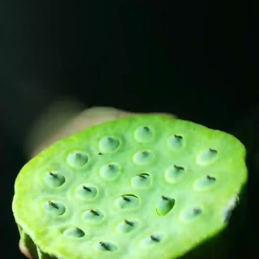 优质莲蓬，长期供货，