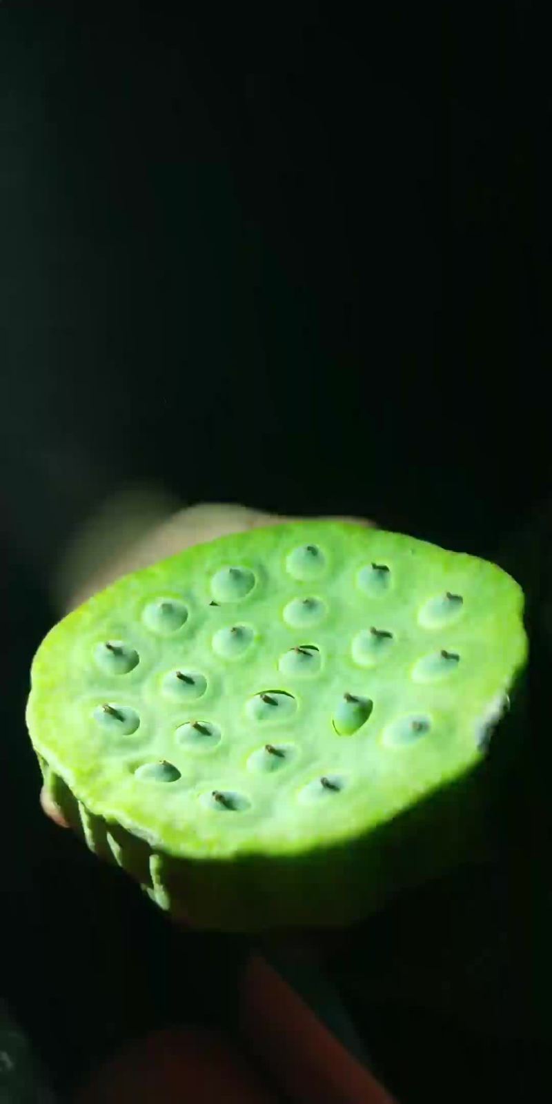 优质莲蓬，长期供货，