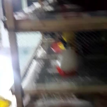 五黑一绿绿壳蛋鸡脱温苗
