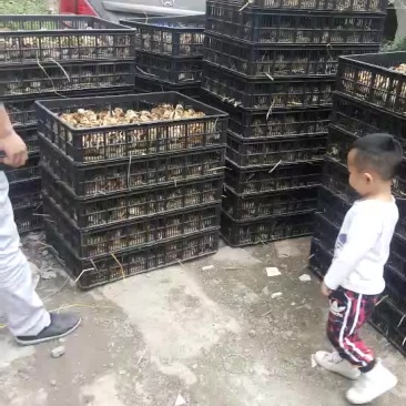血毛土鸡出壳苗脱温苗统统有货