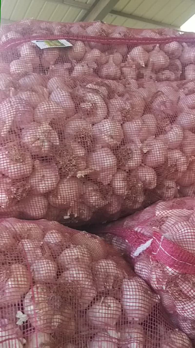 蒜种蒜黄蒜