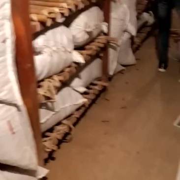 金乡巨野辣椒库存辣椒开始卖