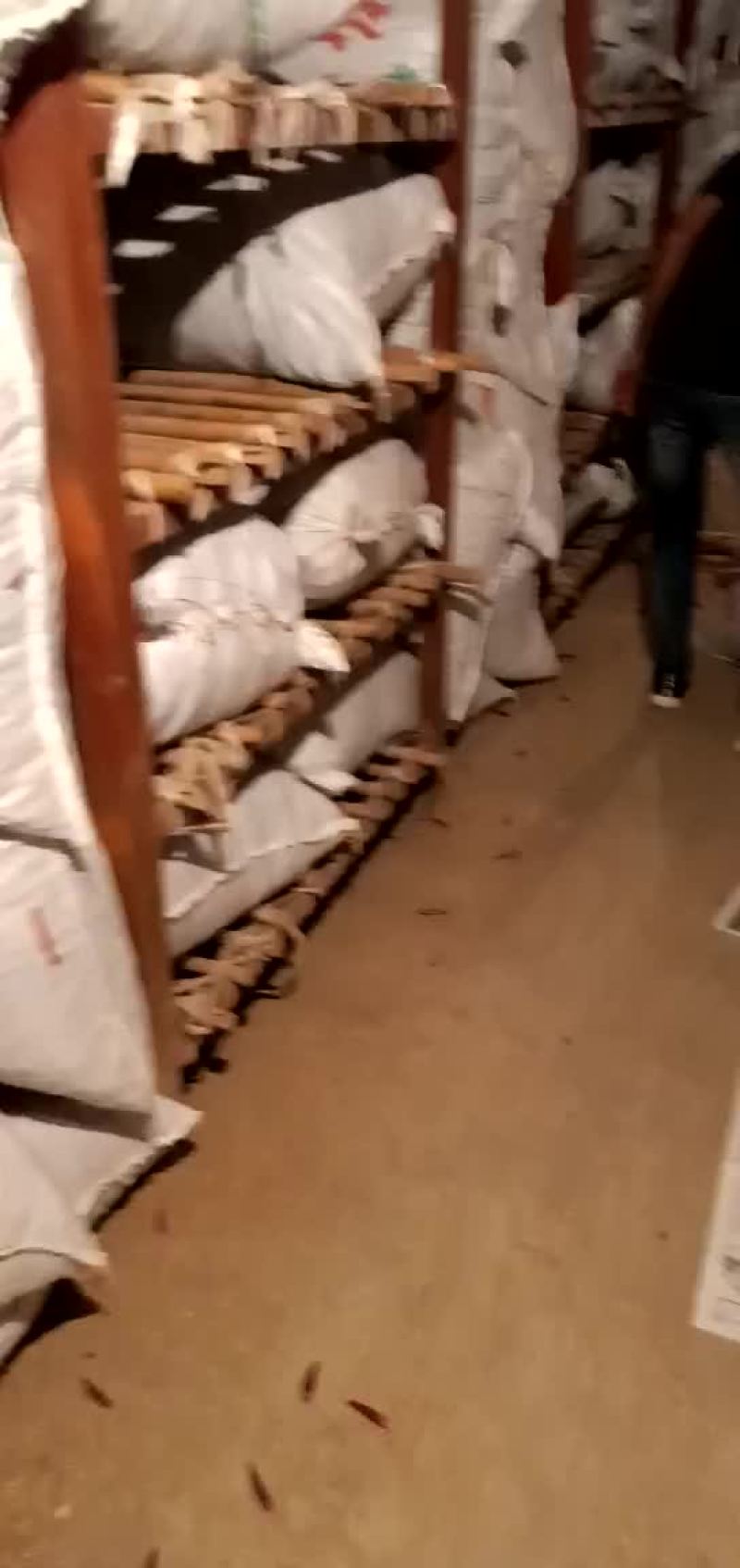 金乡巨野辣椒库存辣椒开始卖