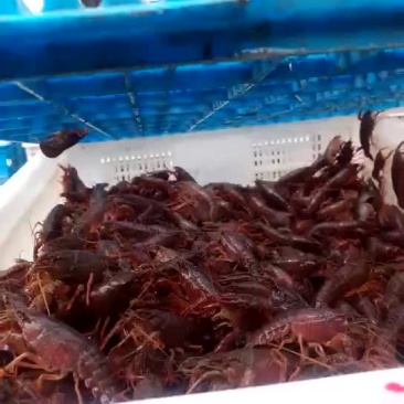 成品虾