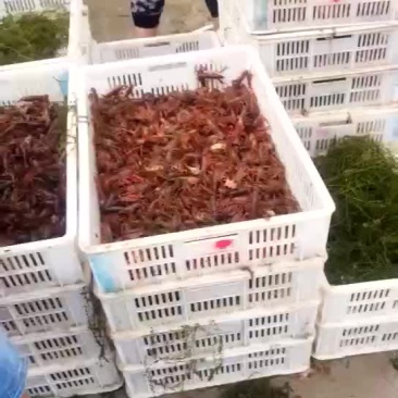 优质虾苗