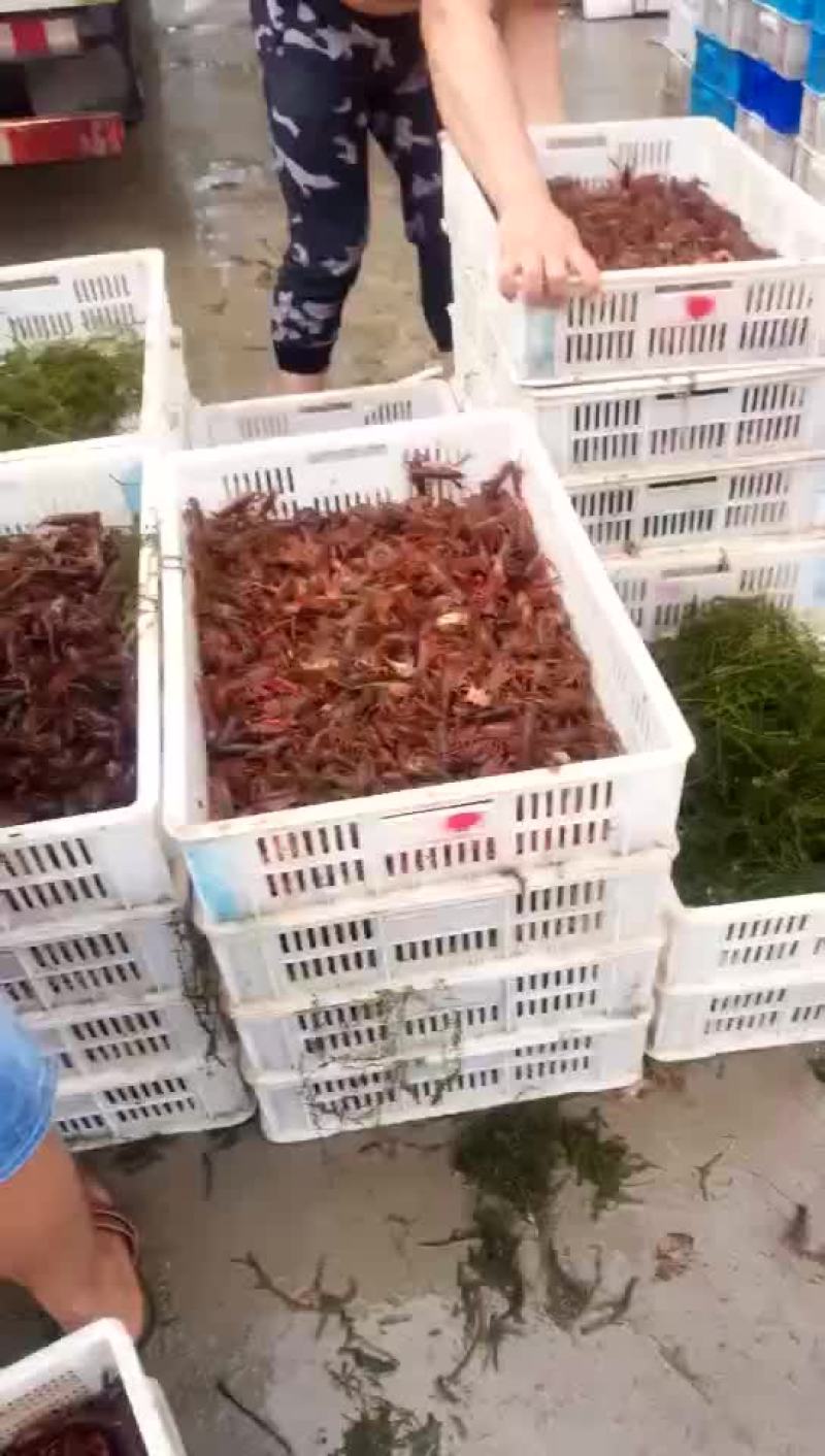优质虾苗