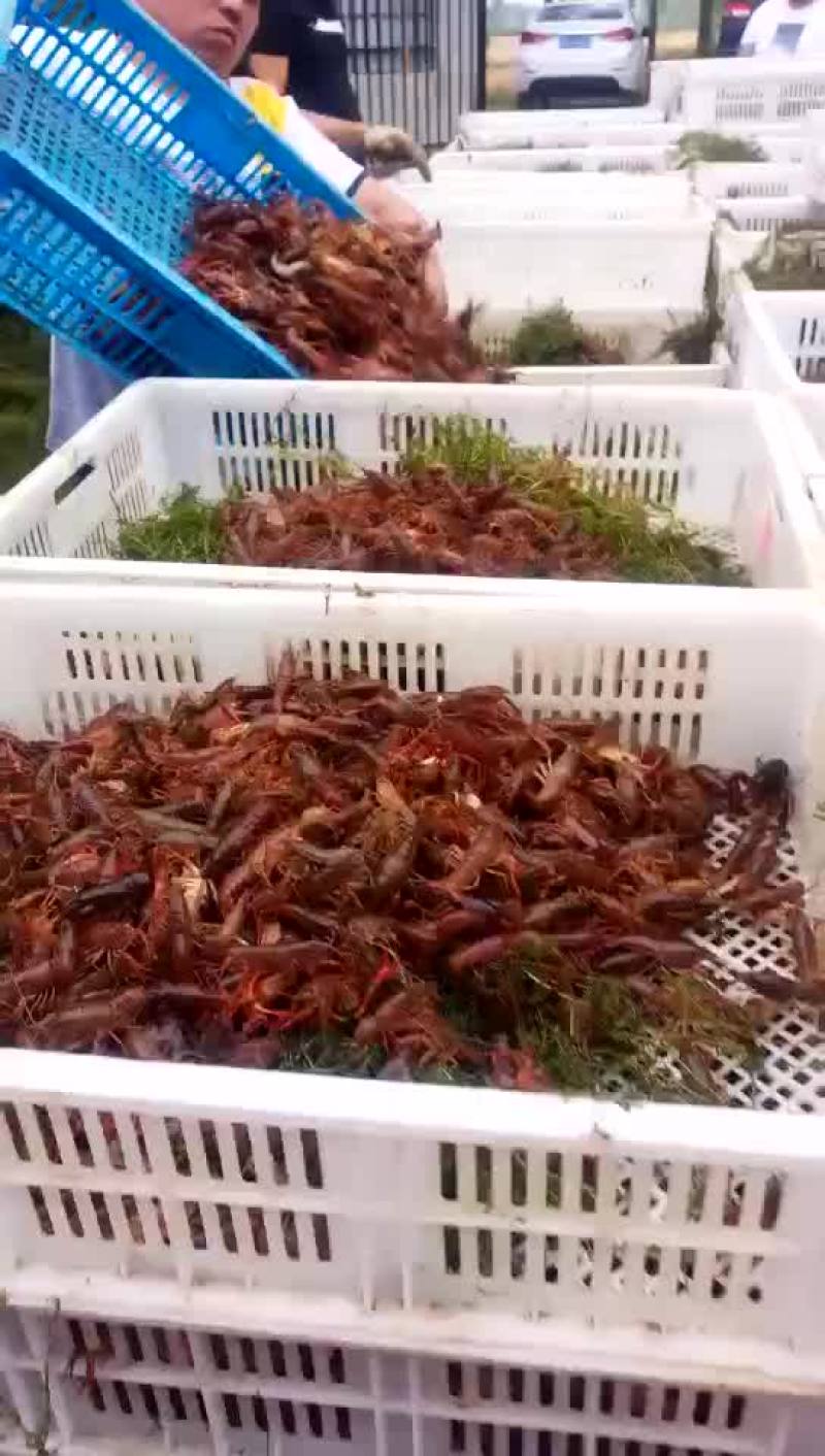 优质虾苗