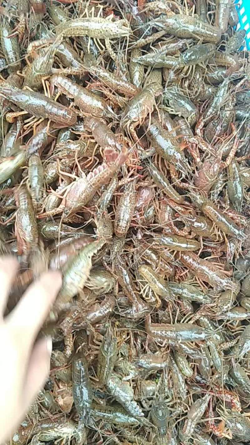 优质虾苗