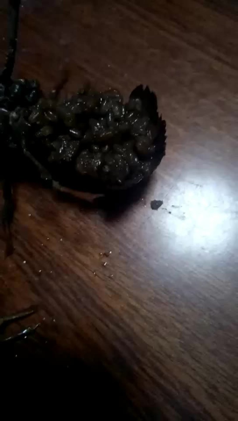 种虾