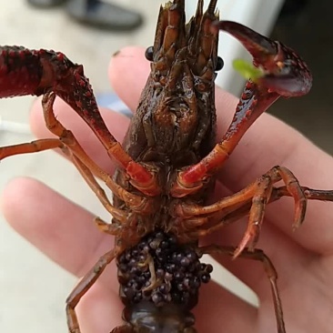 种虾
