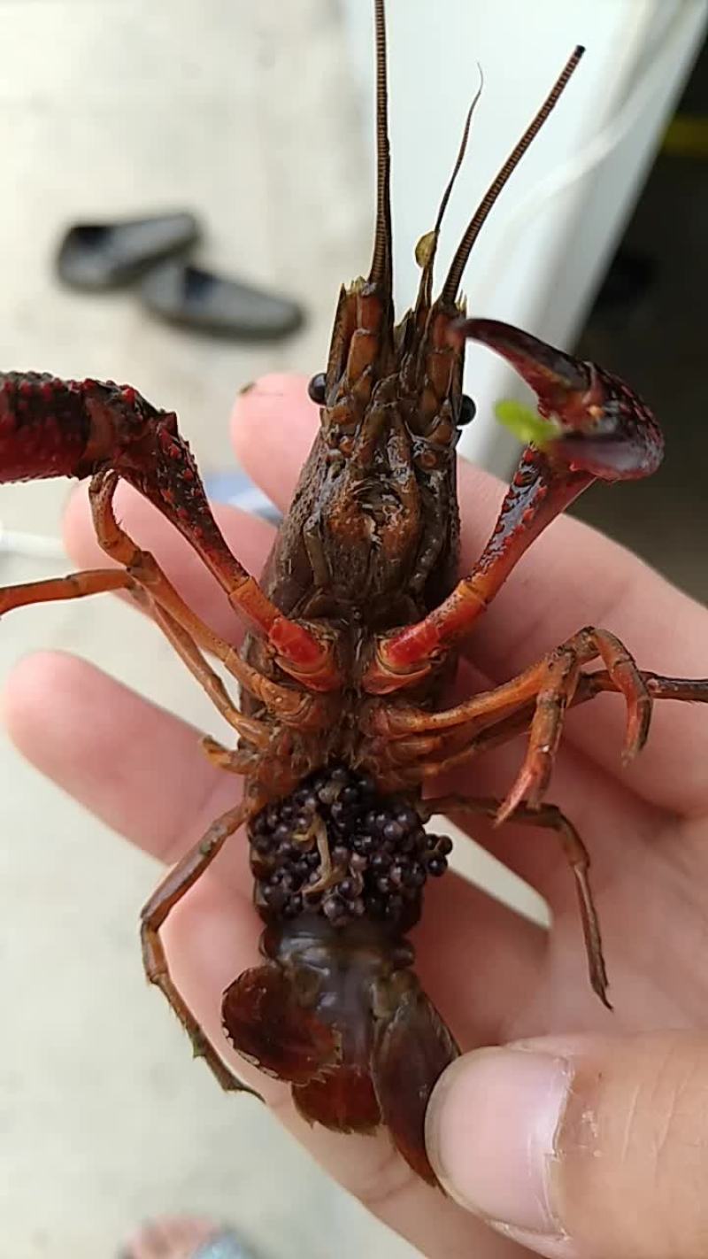 种虾