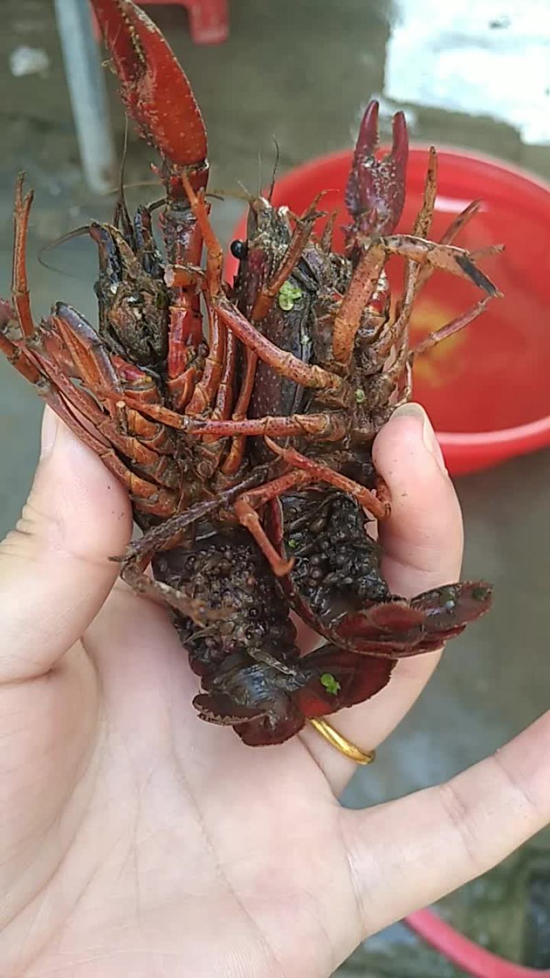 种虾