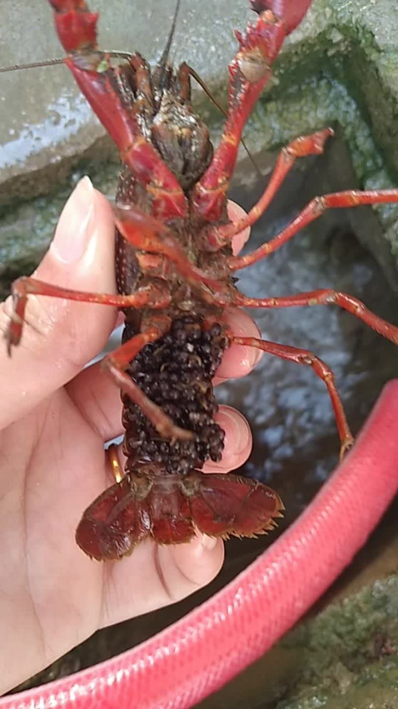 种虾