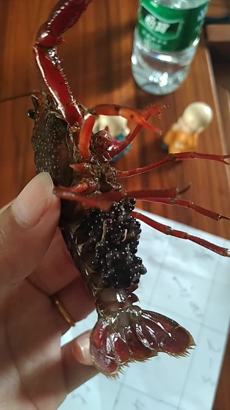 种虾