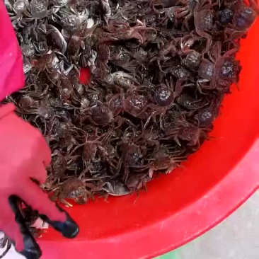蟹苗