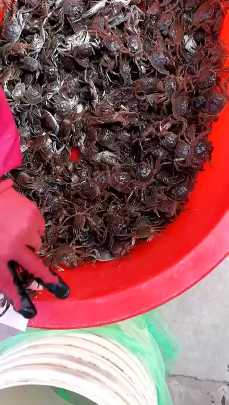 蟹苗