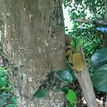 菠萝蜜