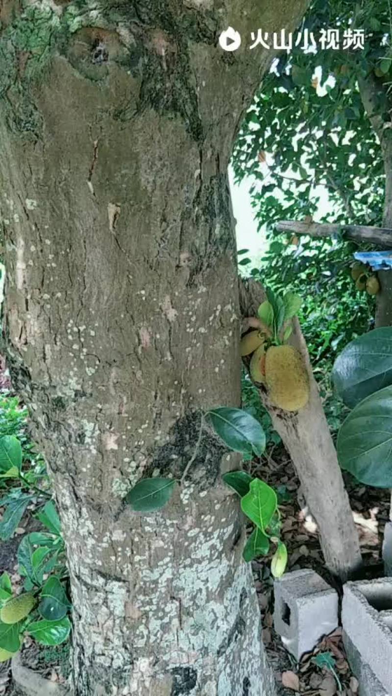 菠萝蜜