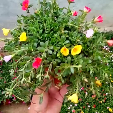 太阳花
