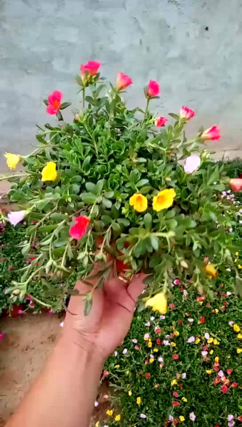 太阳花
