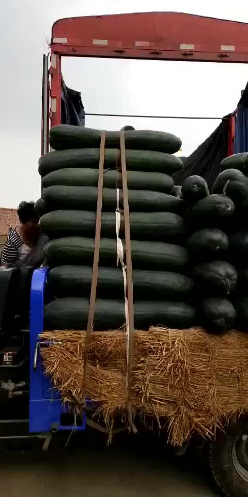 精品冬瓜大量上市