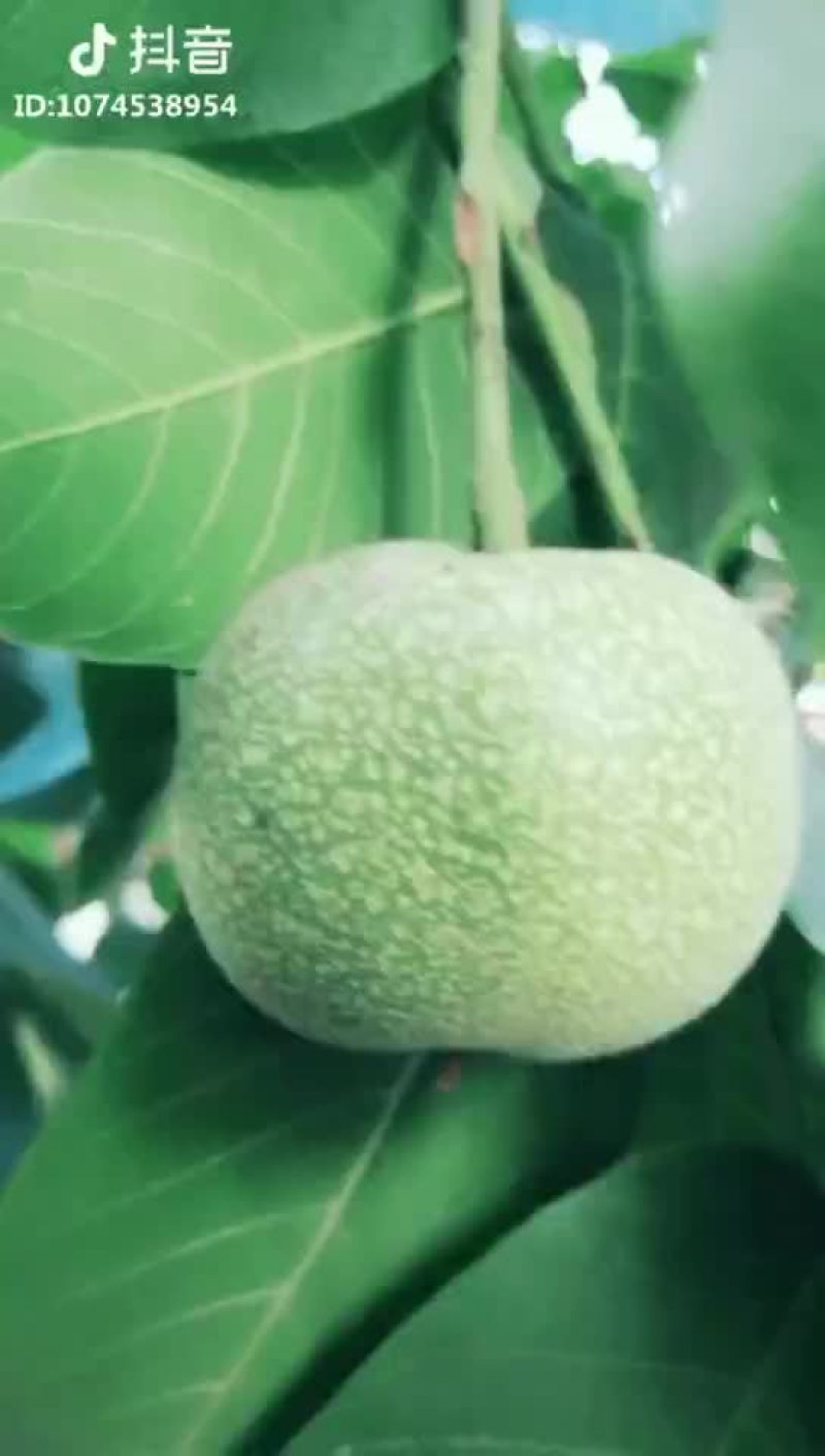 文玩核桃