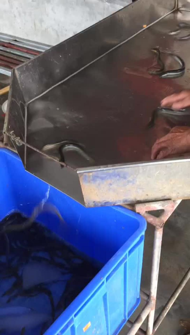 日本鳗鱼苗继续出货了。