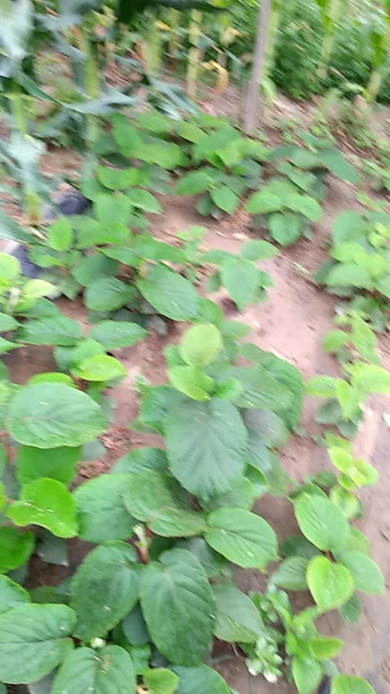 猕猴桃苗