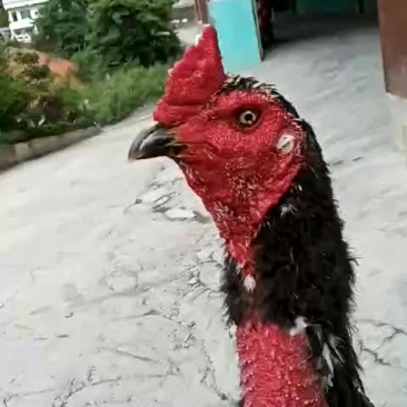 鬼子鸡