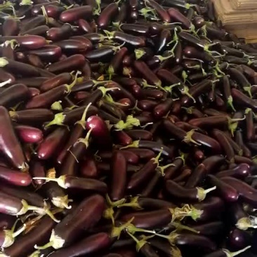 765长茄食堂货