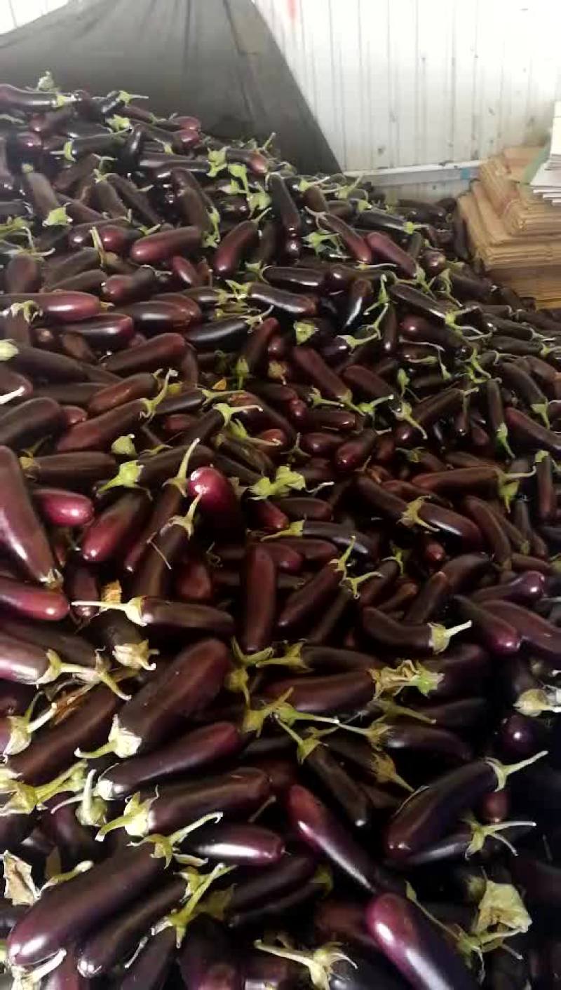 765长茄食堂货