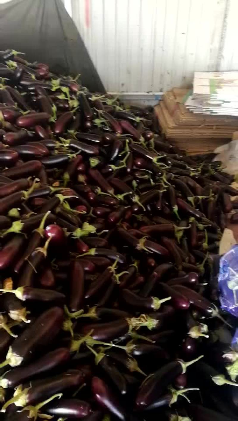 765长茄食堂货
