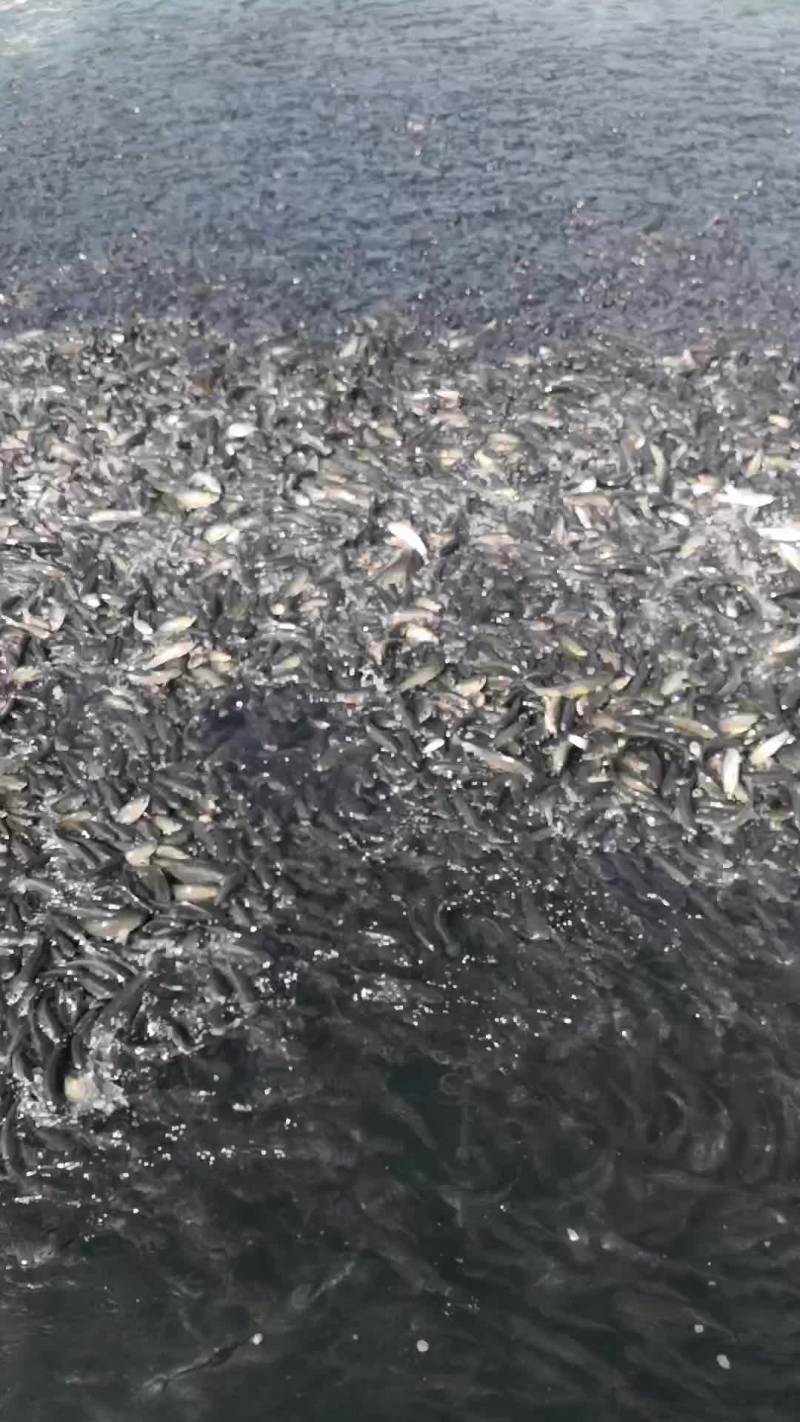 出售网箱草鱼苗