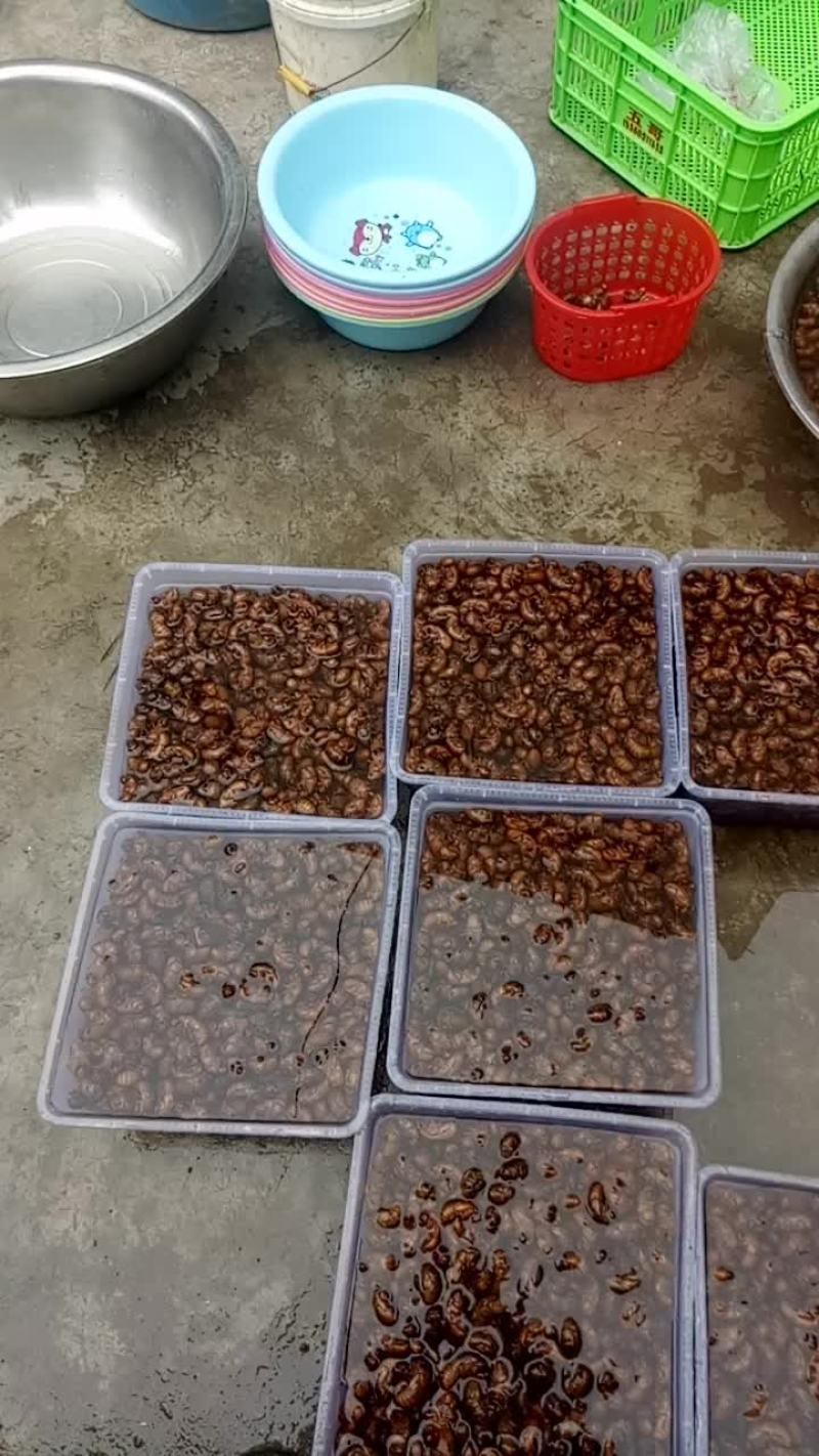金蝉