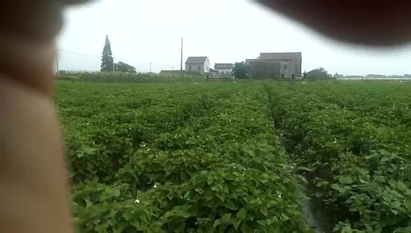 鱼腥草有货