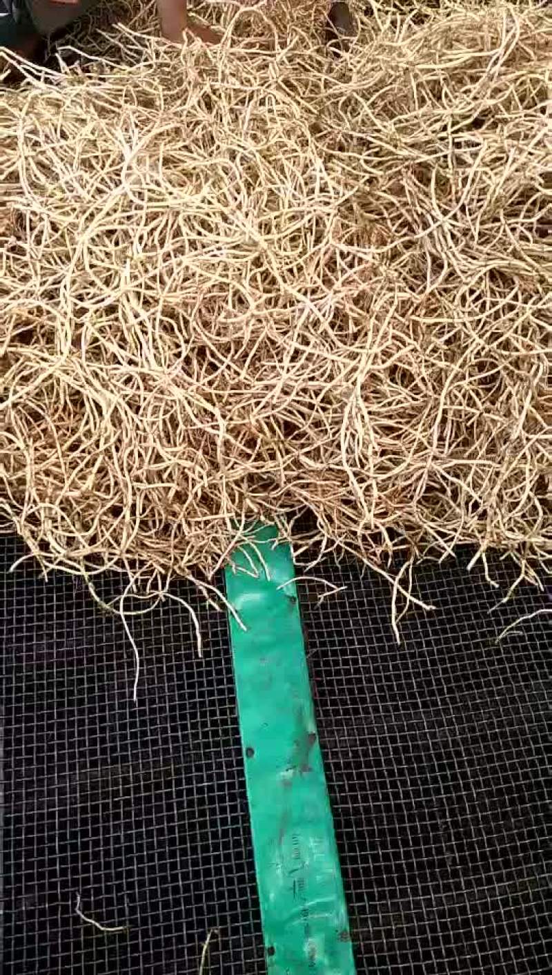 鱼腥草有货