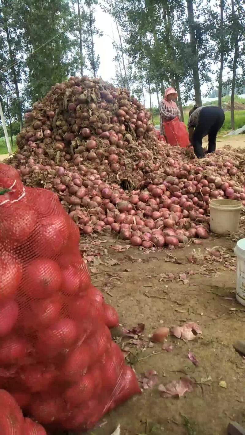 带苗的