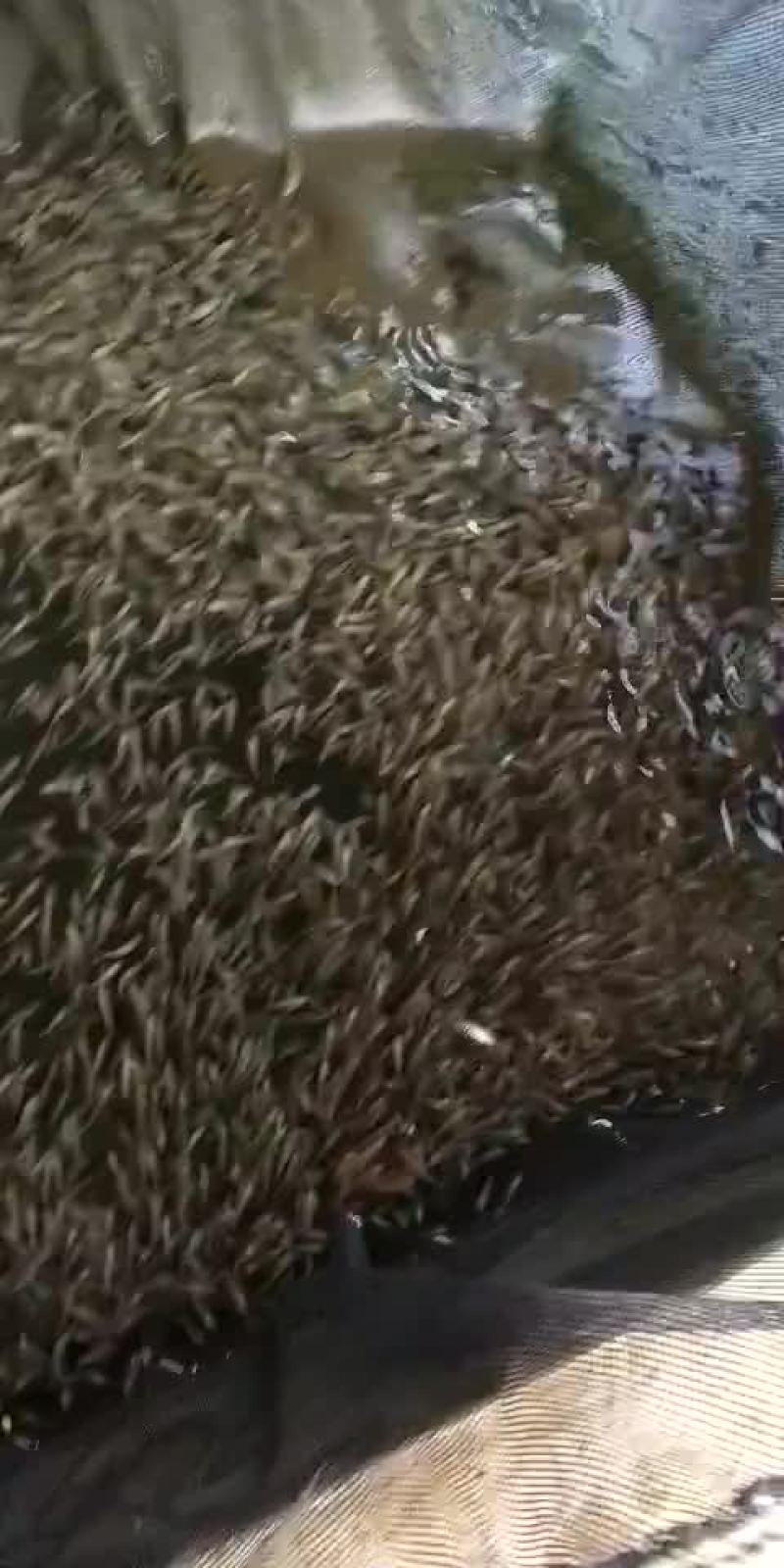石斑鱼苗