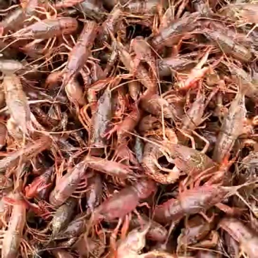 龙虾苗大量出售