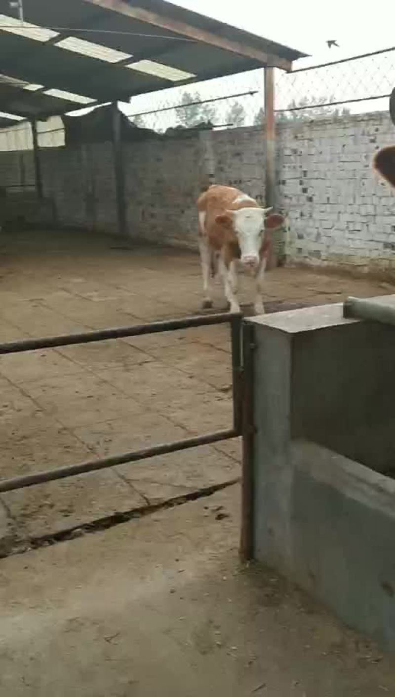 肉牛