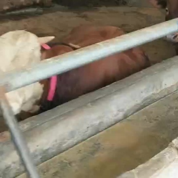 肉牛