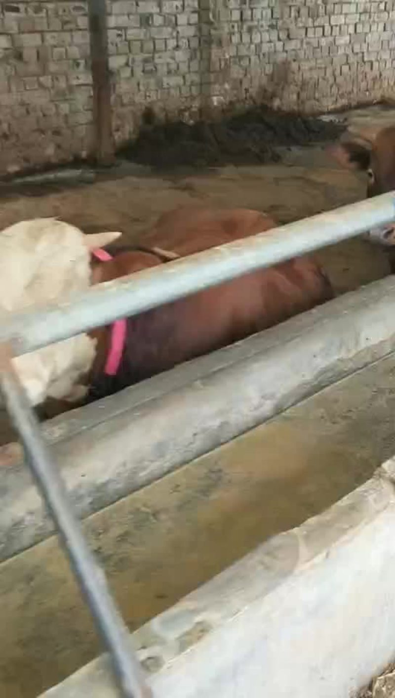 肉牛