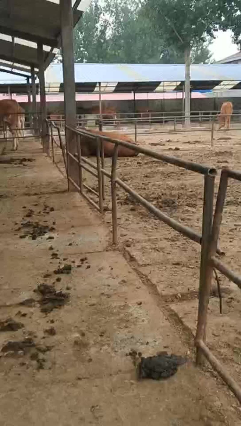 肉牛