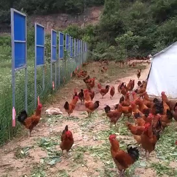 固始鸡