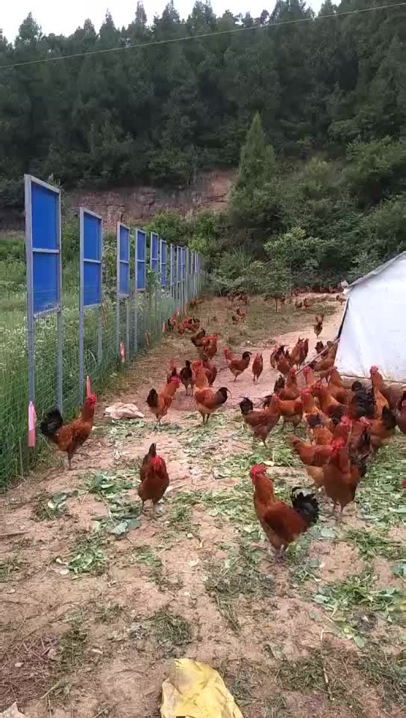 固始鸡