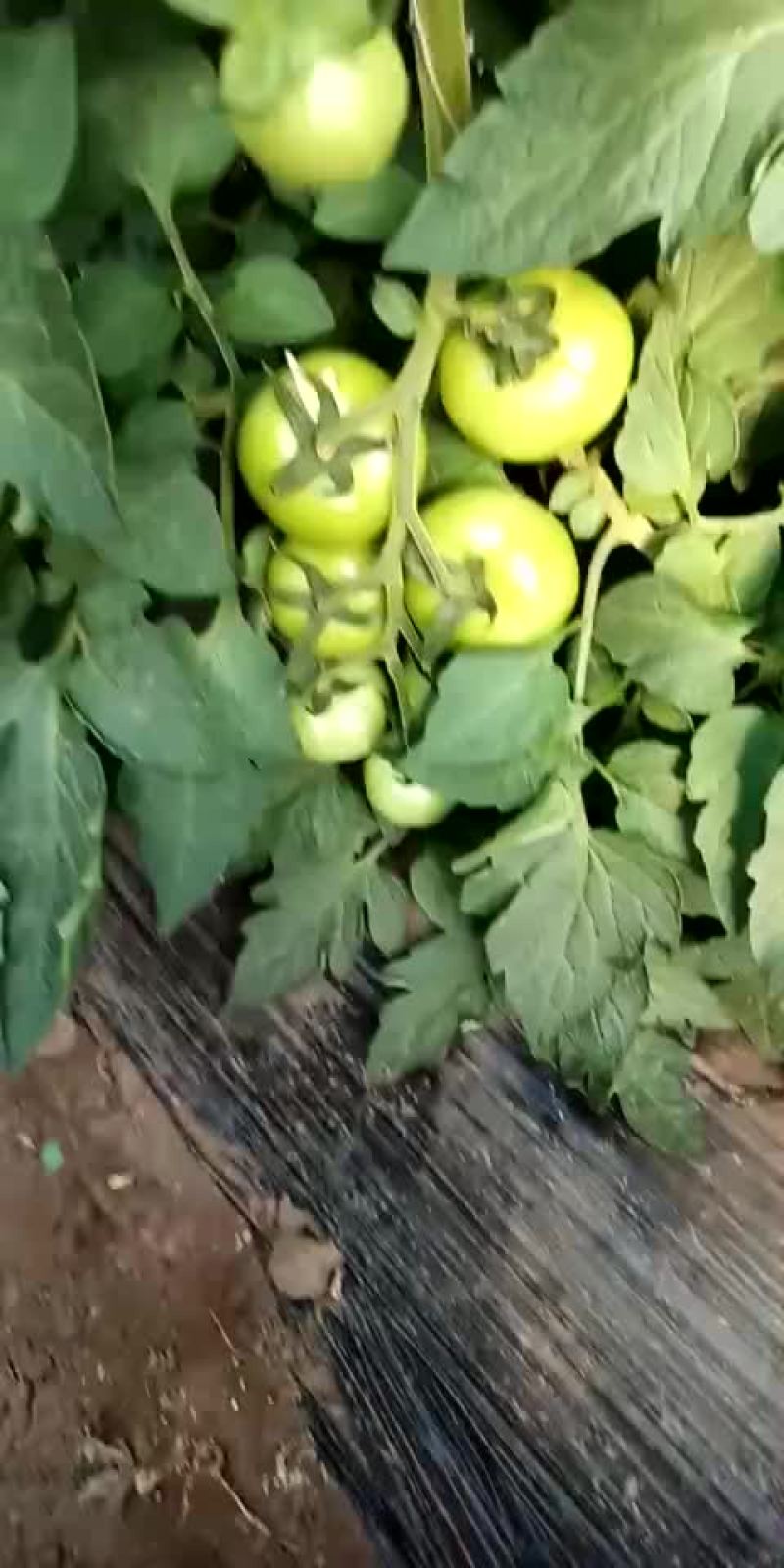大红硬果